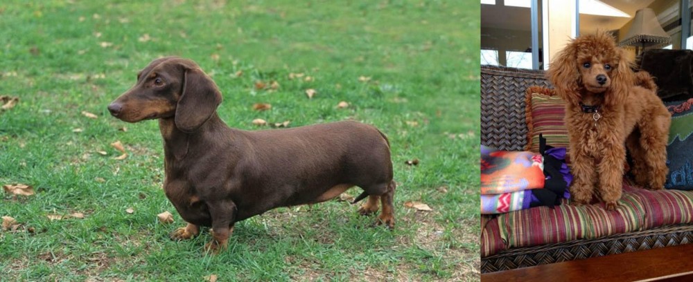 Miniature Poodle vs Dachshund - Breed Comparison