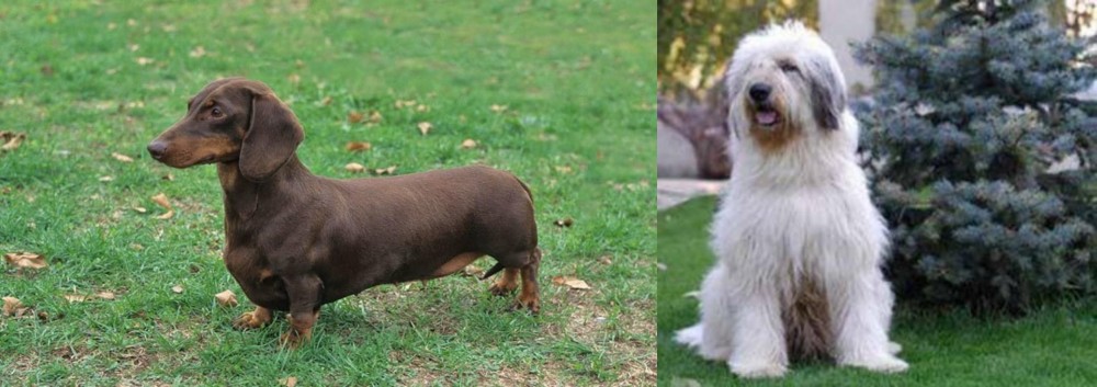 Mioritic Sheepdog vs Dachshund - Breed Comparison