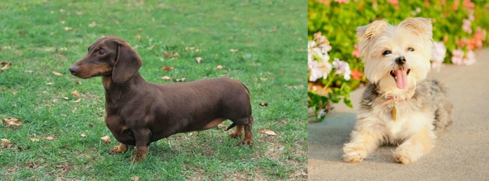 Morkie vs Dachshund - Breed Comparison