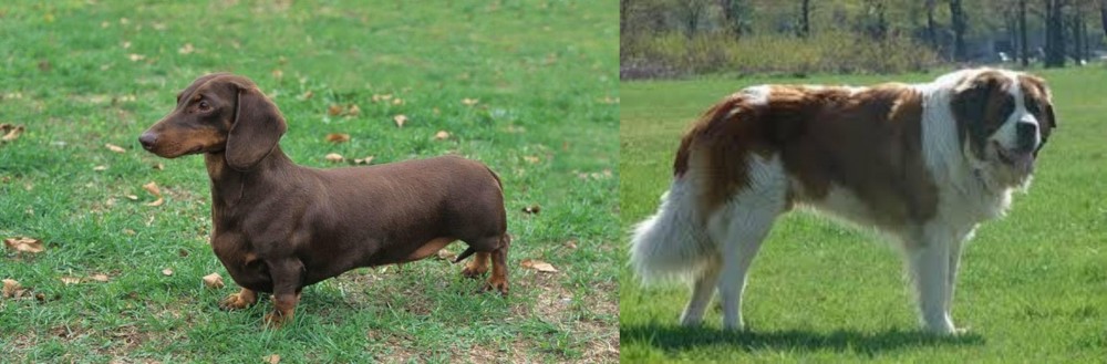 Moscow Watchdog vs Dachshund - Breed Comparison