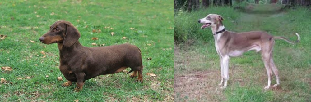 Mudhol Hound vs Dachshund - Breed Comparison