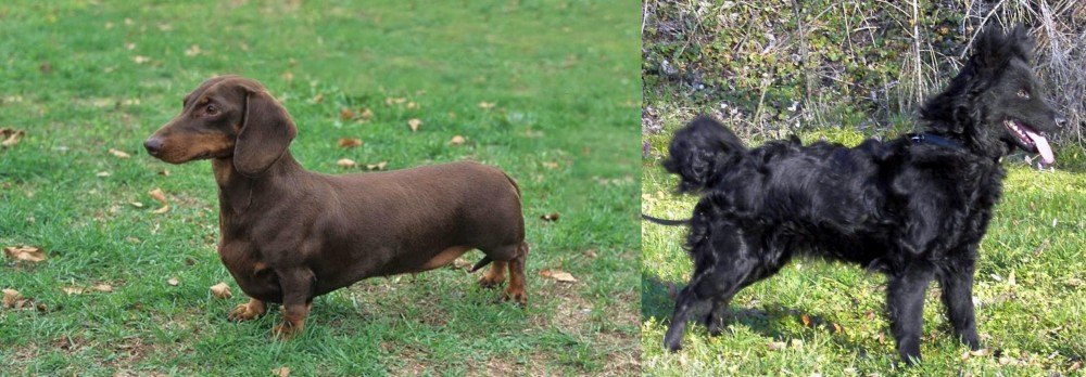 Mudi vs Dachshund - Breed Comparison