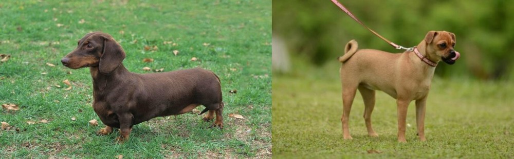 Muggin vs Dachshund - Breed Comparison