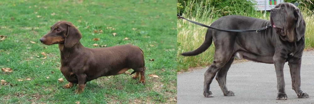 Neapolitan Mastiff vs Dachshund - Breed Comparison