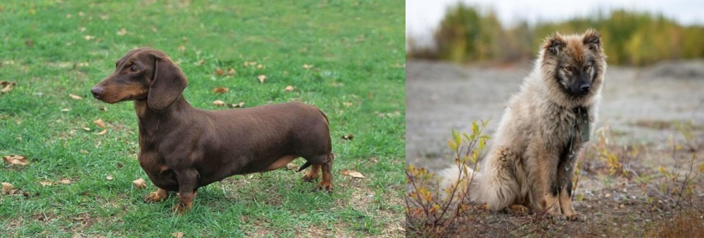 Nenets Herding Laika vs Dachshund - Breed Comparison