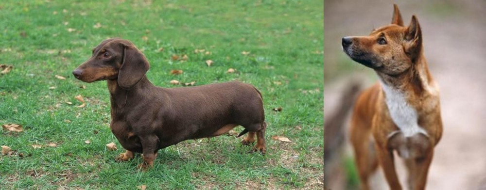 New Guinea Singing Dog vs Dachshund - Breed Comparison