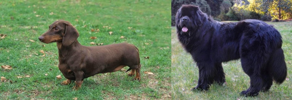 Newfoundland Dog vs Dachshund - Breed Comparison