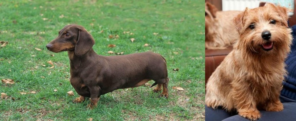 Norfolk Terrier vs Dachshund - Breed Comparison