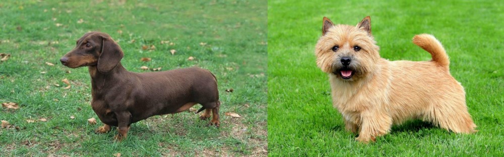 Norwich Terrier vs Dachshund - Breed Comparison