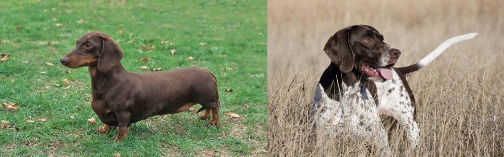 Old Danish Pointer vs Dachshund - Breed Comparison