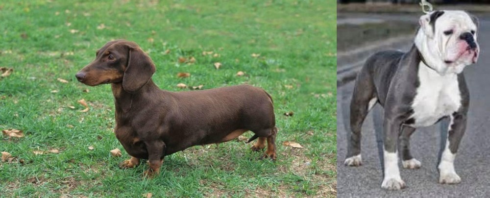 Old English Bulldog vs Dachshund - Breed Comparison