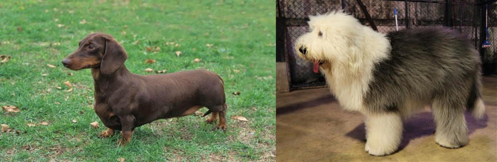 Old English Sheepdog vs Dachshund - Breed Comparison