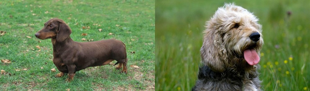 Otterhound vs Dachshund - Breed Comparison