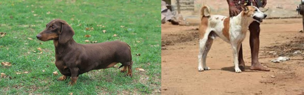 Pandikona vs Dachshund - Breed Comparison