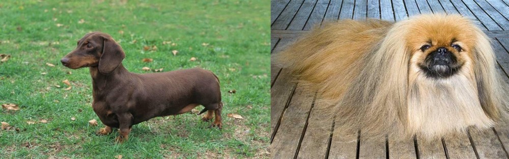 Pekingese vs Dachshund - Breed Comparison