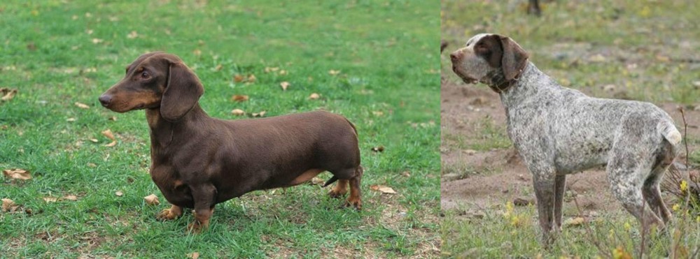 Perdiguero de Burgos vs Dachshund - Breed Comparison