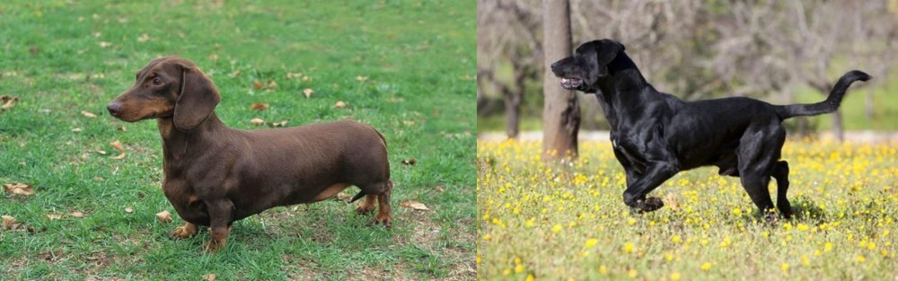 Perro de Pastor Mallorquin vs Dachshund - Breed Comparison