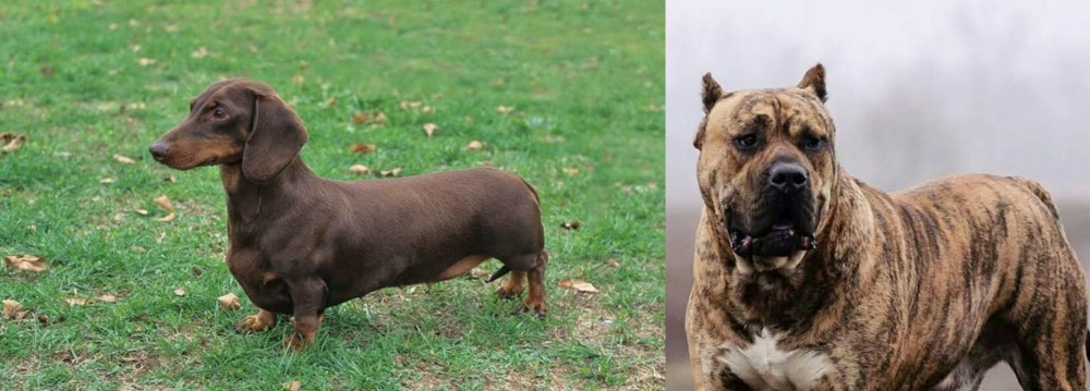 Perro de Presa Canario vs Dachshund - Breed Comparison