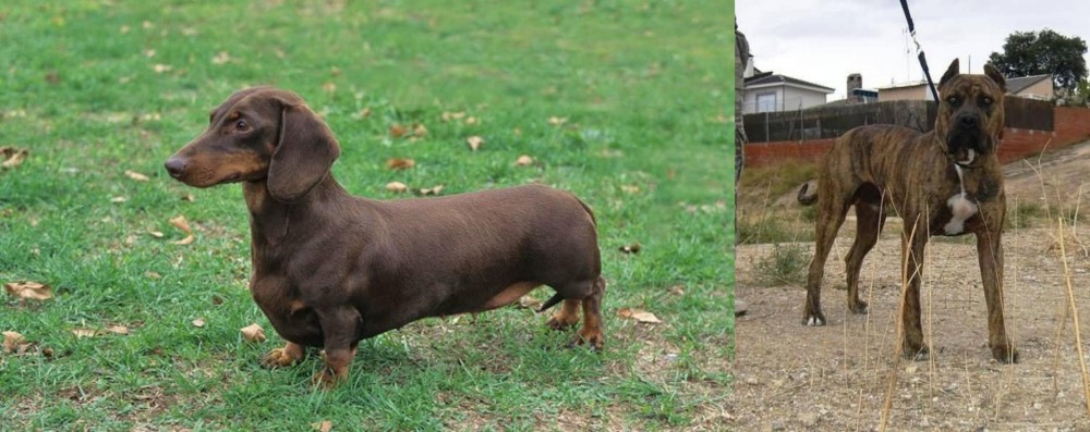Perro de Toro vs Dachshund - Breed Comparison