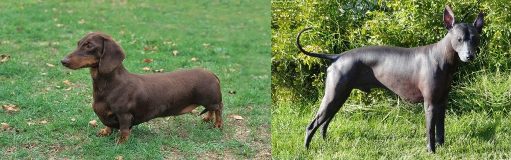 Peruvian Hairless vs Dachshund - Breed Comparison