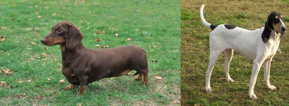 Petit Gascon Saintongeois vs Dachshund - Breed Comparison