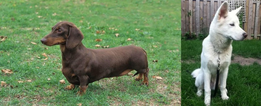 Phung San vs Dachshund - Breed Comparison