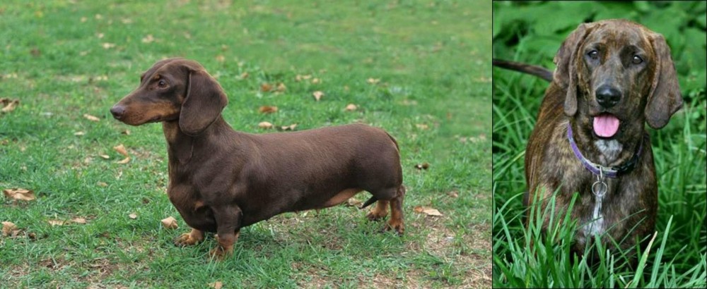 Plott Hound vs Dachshund - Breed Comparison
