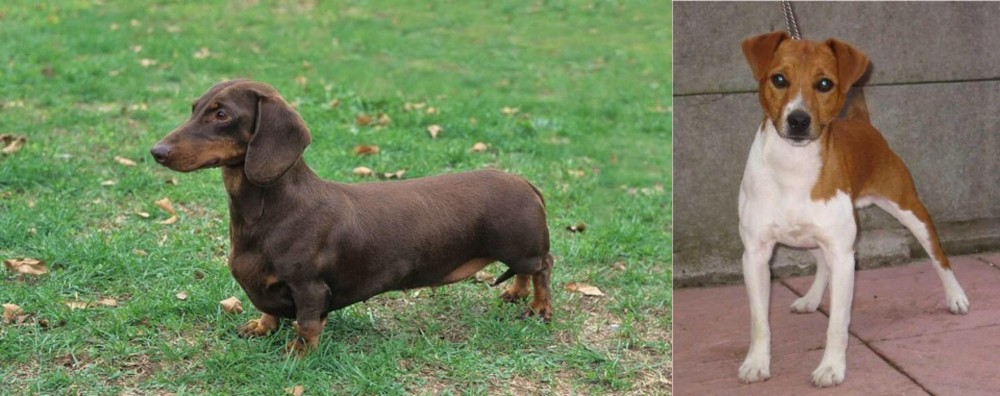 Plummer Terrier vs Dachshund - Breed Comparison