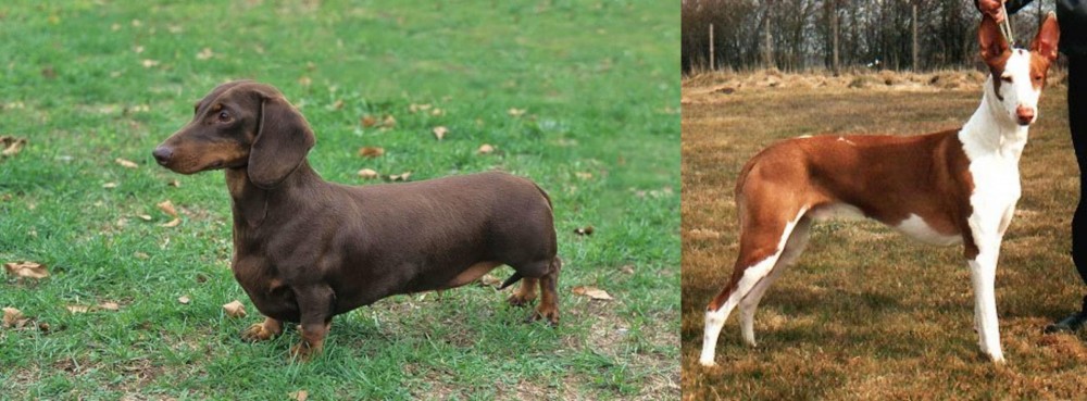 Podenco Canario vs Dachshund - Breed Comparison