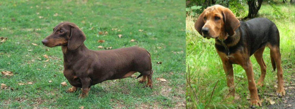 Polish Hound vs Dachshund - Breed Comparison