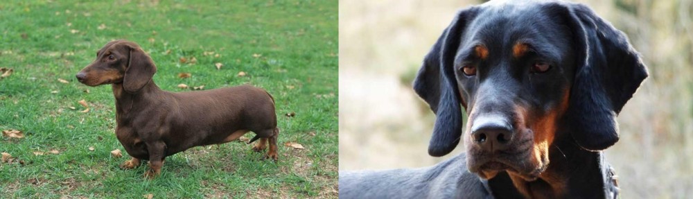 Polish Hunting Dog vs Dachshund - Breed Comparison