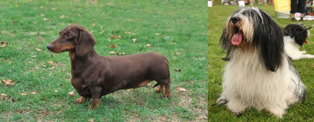 Polish Lowland Sheepdog vs Dachshund - Breed Comparison