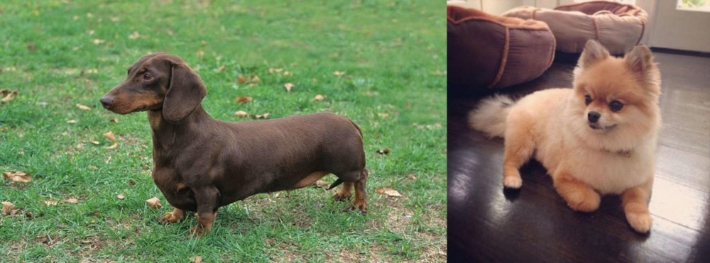 Pomeranian vs Dachshund - Breed Comparison