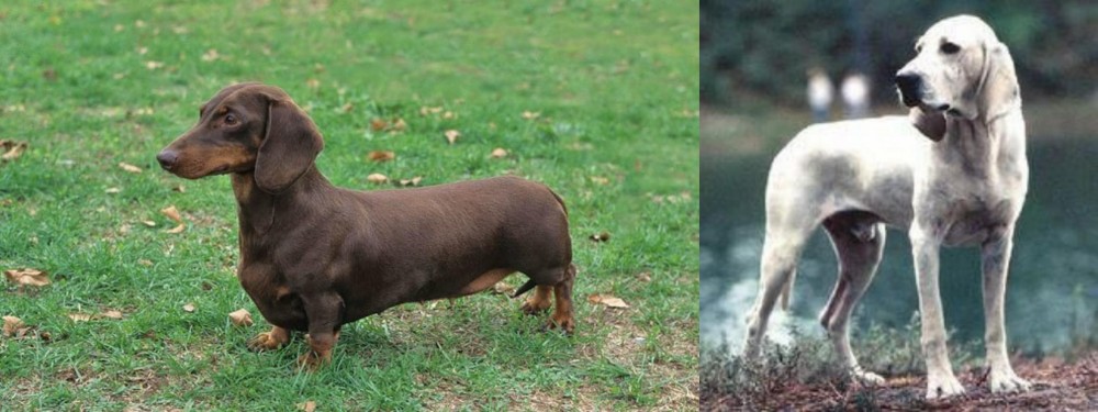 Porcelaine vs Dachshund - Breed Comparison