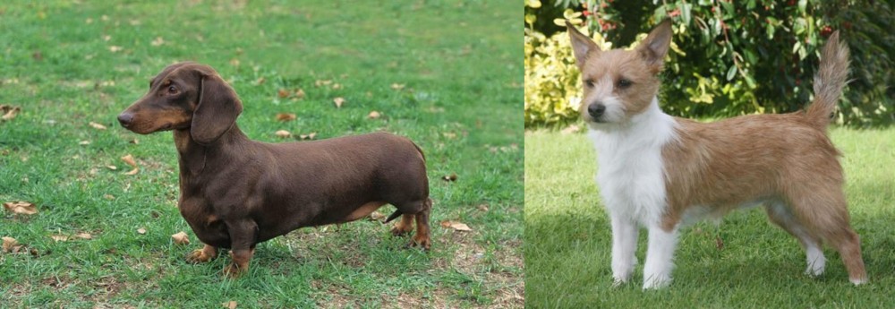 Portuguese Podengo vs Dachshund - Breed Comparison