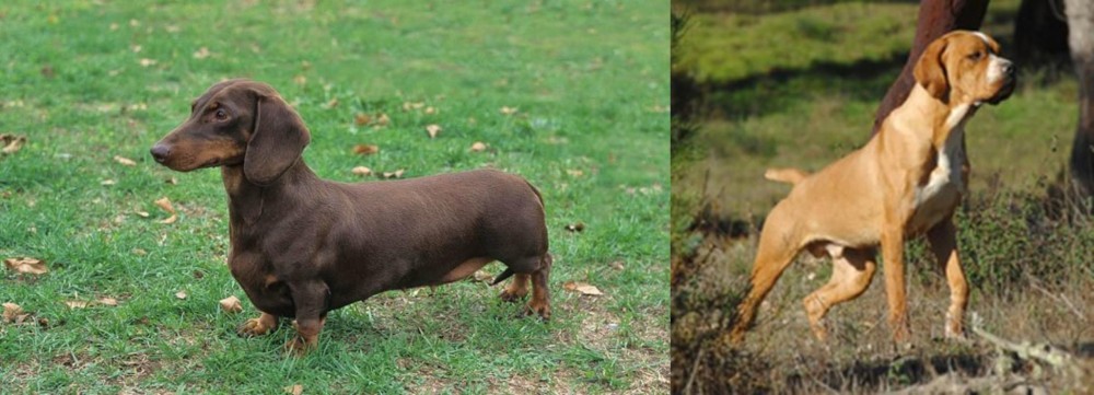 Portuguese Pointer vs Dachshund - Breed Comparison