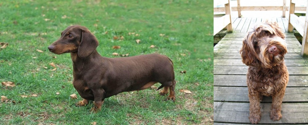 Portuguese Water Dog vs Dachshund - Breed Comparison
