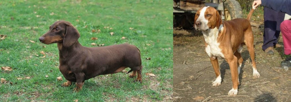 Posavac Hound vs Dachshund - Breed Comparison