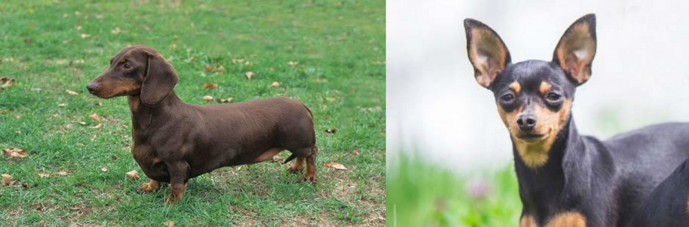 Prazsky Krysarik vs Dachshund - Breed Comparison