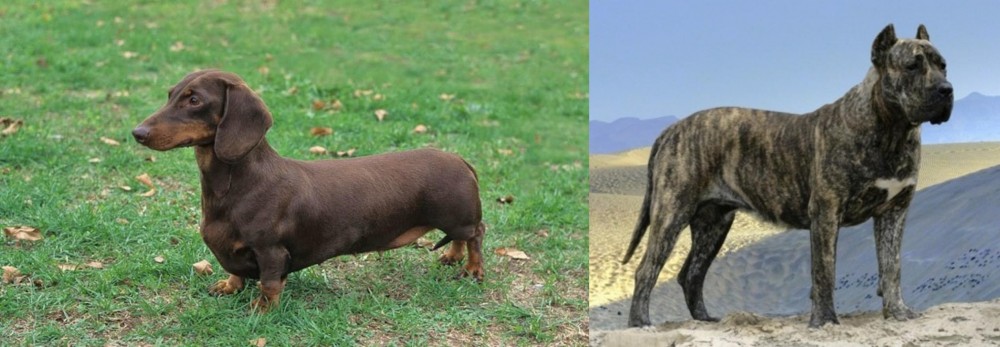 Presa Canario vs Dachshund - Breed Comparison
