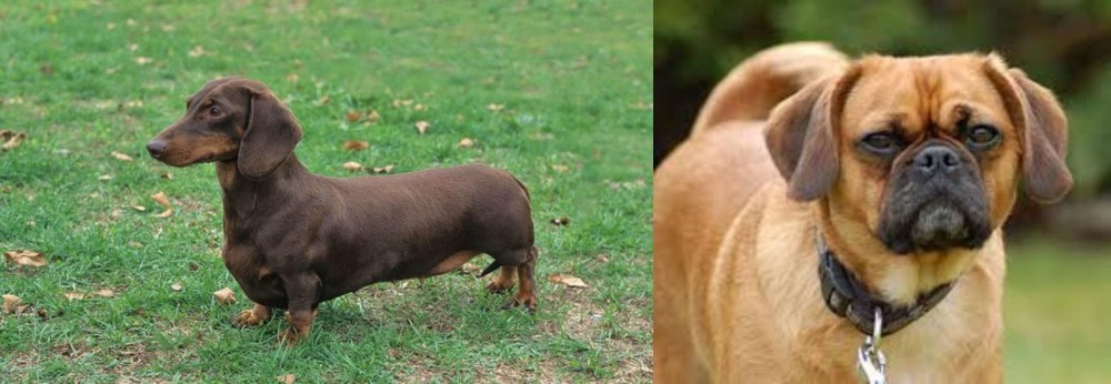 Pugalier vs Dachshund - Breed Comparison