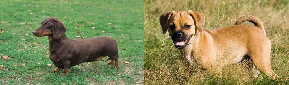 Puggle vs Dachshund - Breed Comparison