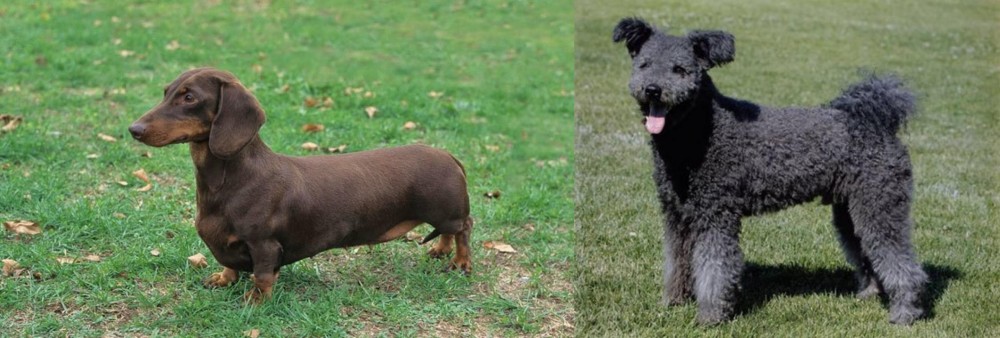 Pumi vs Dachshund - Breed Comparison