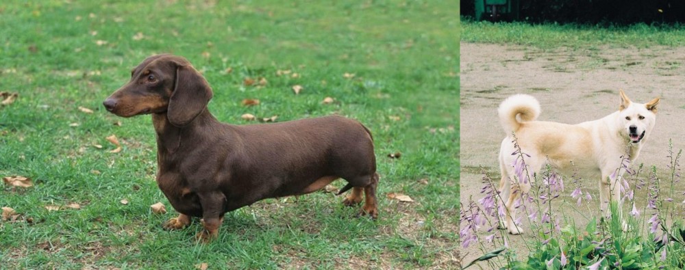 Pungsan Dog vs Dachshund - Breed Comparison