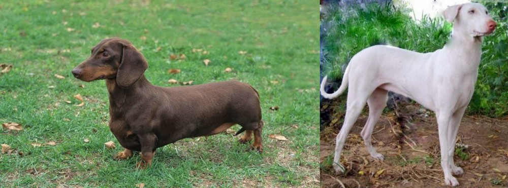 Rajapalayam vs Dachshund - Breed Comparison