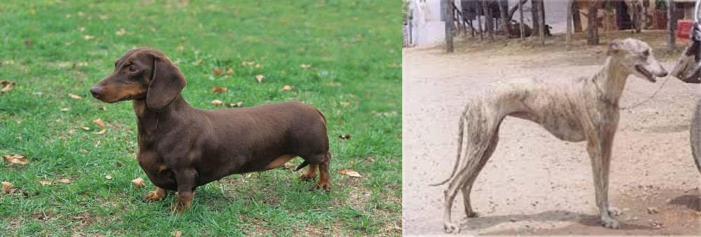 Rampur Greyhound vs Dachshund - Breed Comparison