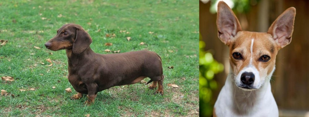 Rat Terrier vs Dachshund - Breed Comparison