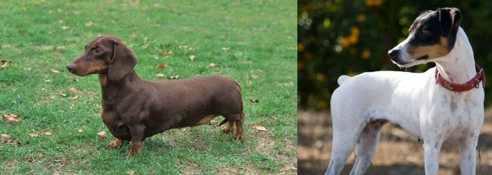 Ratonero Bodeguero Andaluz vs Dachshund - Breed Comparison