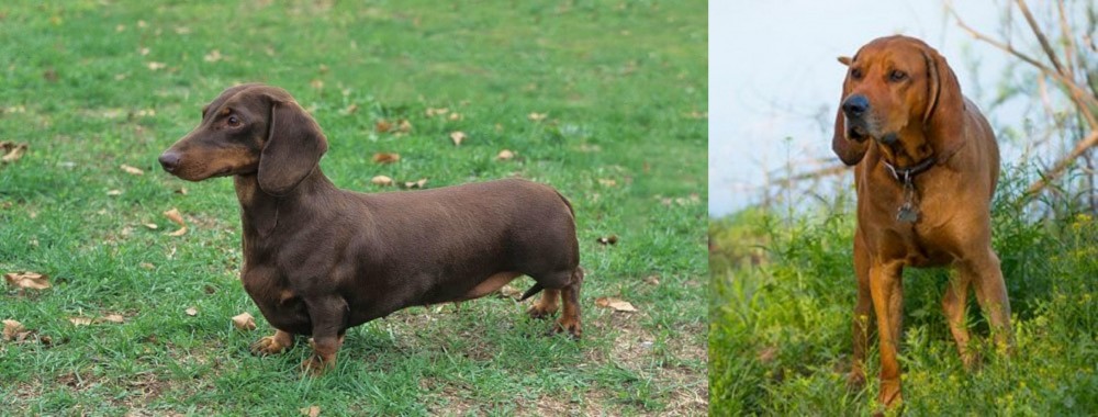 Redbone Coonhound vs Dachshund - Breed Comparison