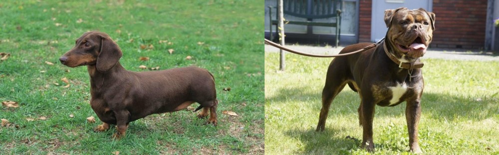 Renascence Bulldogge vs Dachshund - Breed Comparison